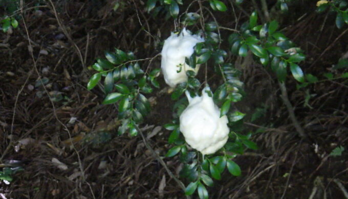 モリアオガエルの里