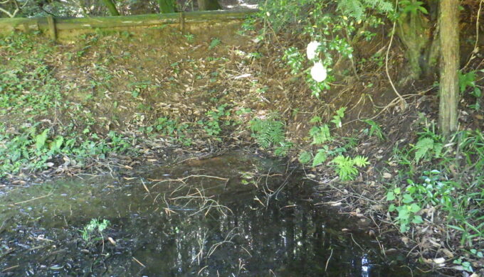 モリアオガエルの里