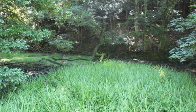 モリアオガエルの里