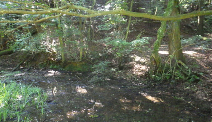 モリアオガエルの里