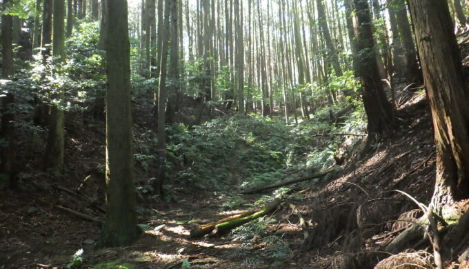 モリアオガエルの里