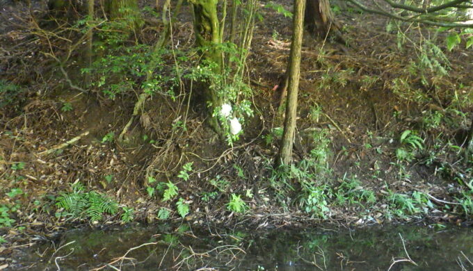 モリアオガエルの里