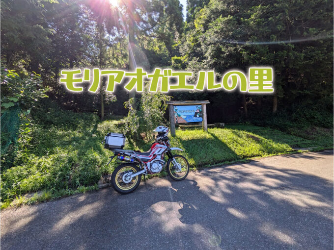 伊吹ばら街道で行く『モリアオガエルの里』