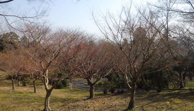 出来山の千本桜