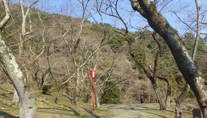 出来山の千本桜