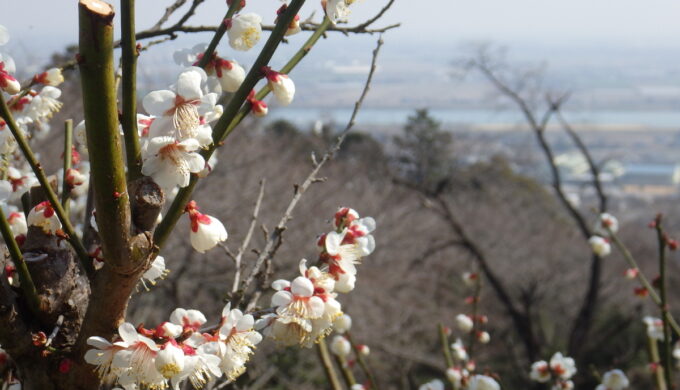 出来山の千本桜
