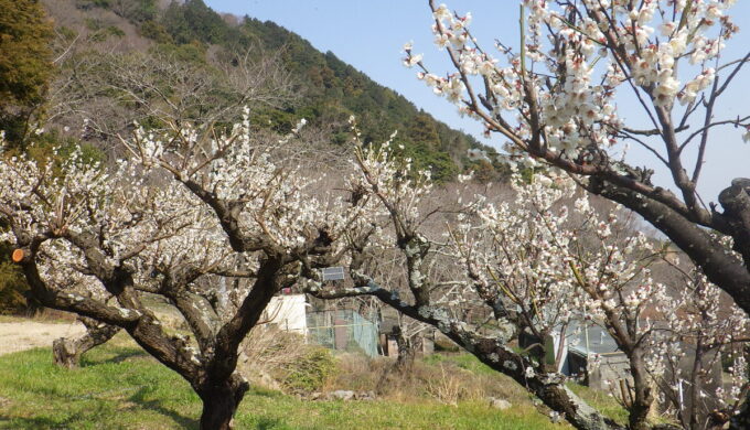 出来山の千本桜