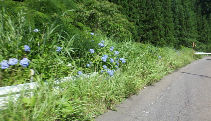 あじさい街道