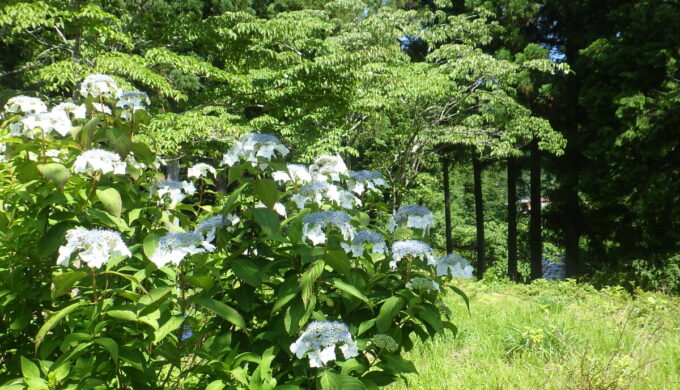 白谷のあじさい園