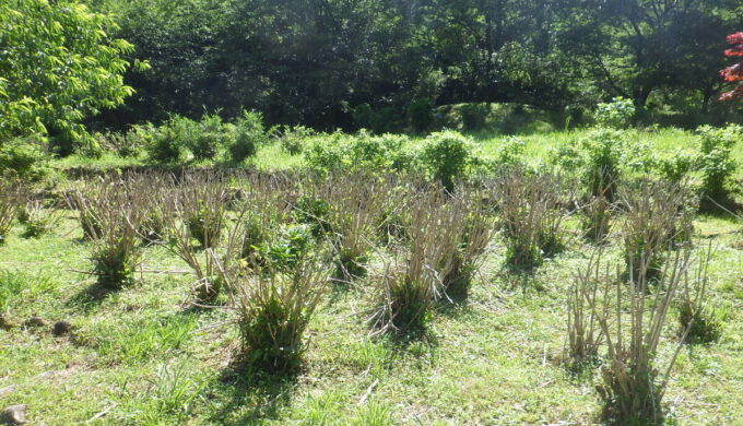 白谷のあじさい園