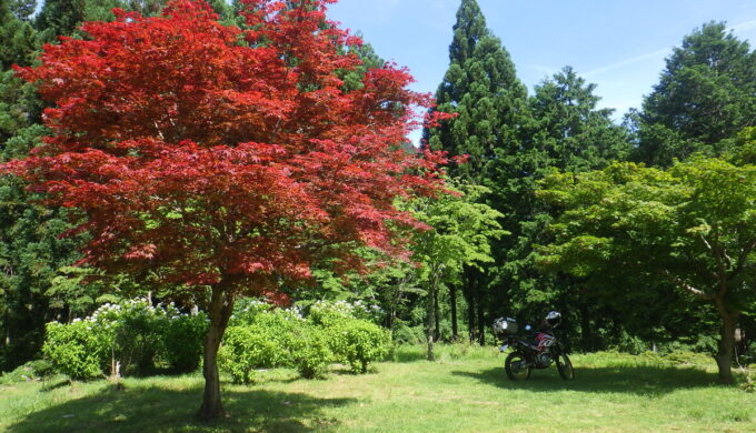 白谷のあじさい園