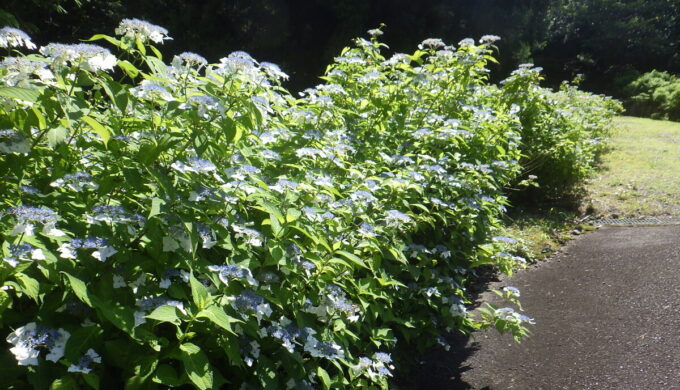 白谷のあじさい園