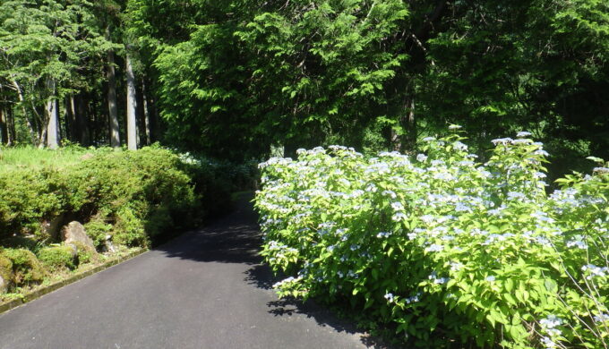 白谷のあじさい園