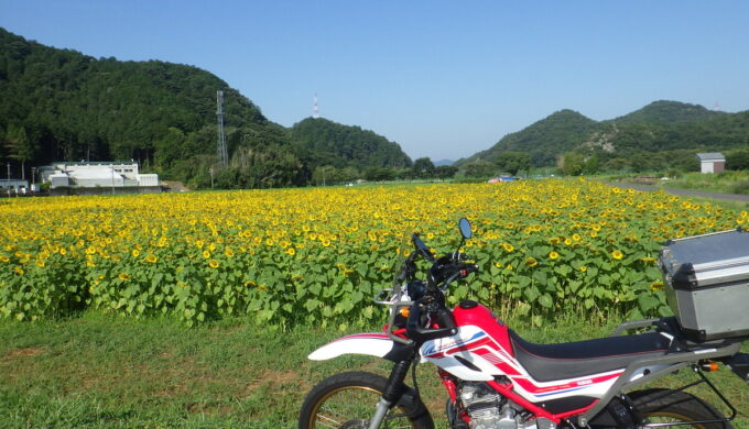 小瀬ひまわり畑