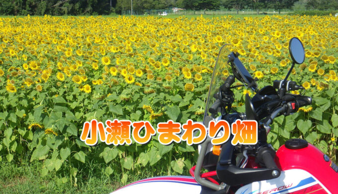 小瀬ひまわり畑(岐阜県関市)太陽に向かって元気に咲く黄色い花々