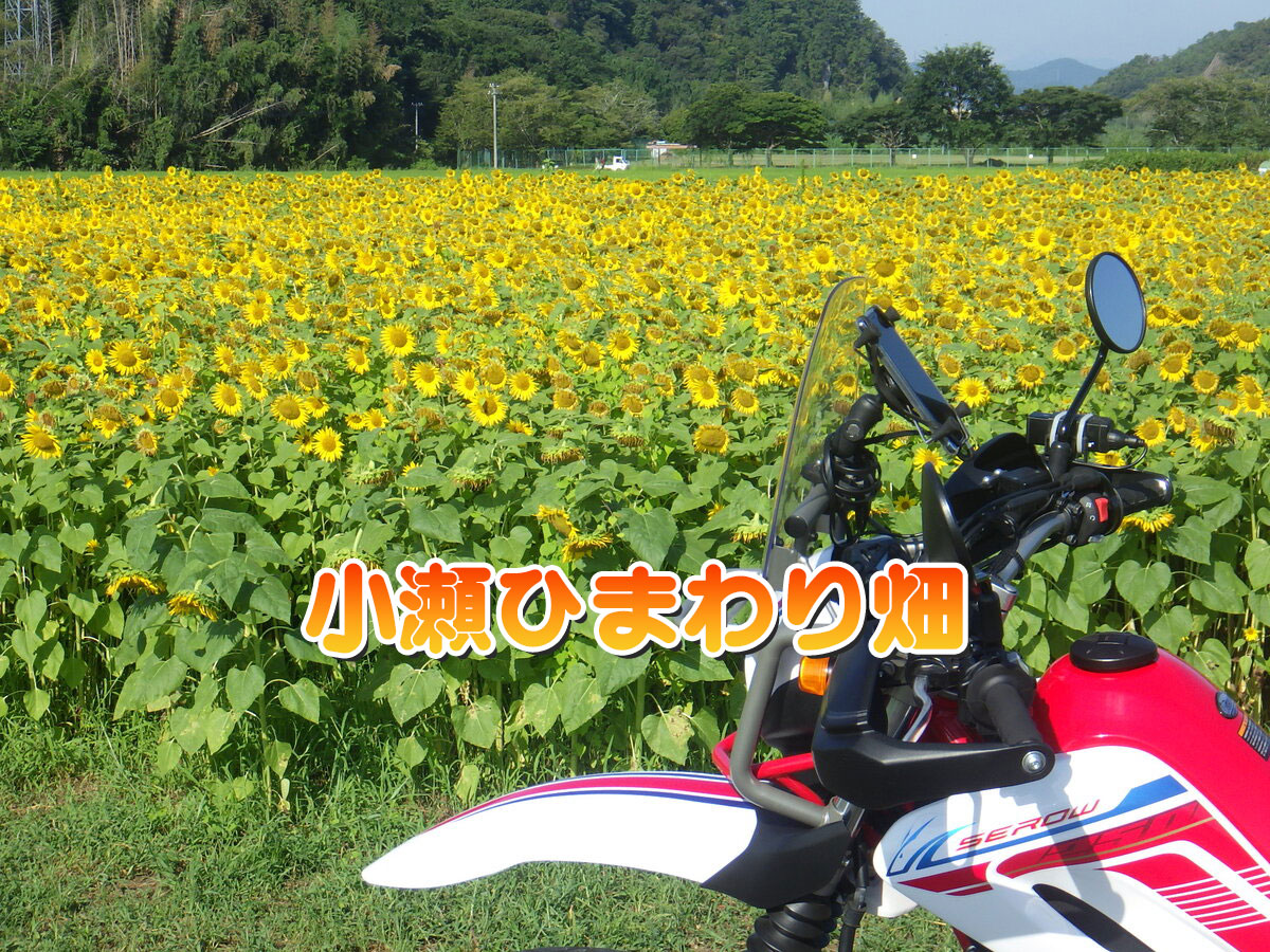 小瀬ひまわり畑(岐阜県関市)太陽に向かって元気に咲く黄色い花々