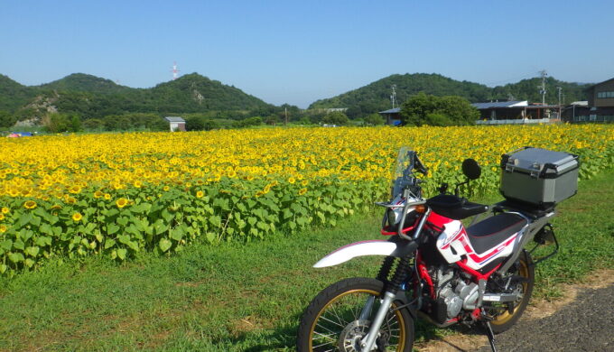 小瀬ひまわり畑