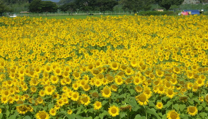 小瀬ひまわり畑