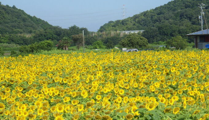 小瀬ひまわり畑