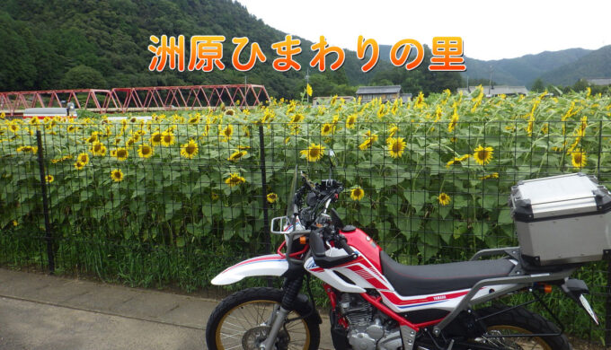 洲原ひまわりの里(岐阜県美濃市)元気と活力をもらえる圧巻の景色