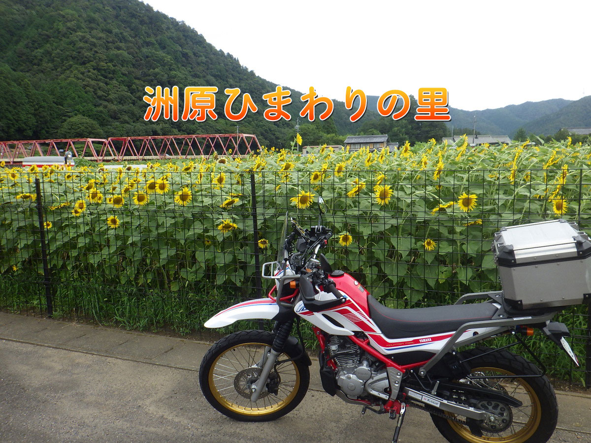 洲原ひまわりの里(岐阜県美濃市)元気と活力をもらえる圧巻の景色