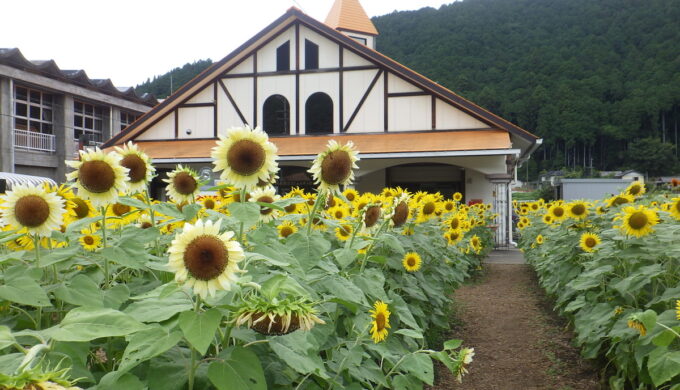洲原ひまわりの里