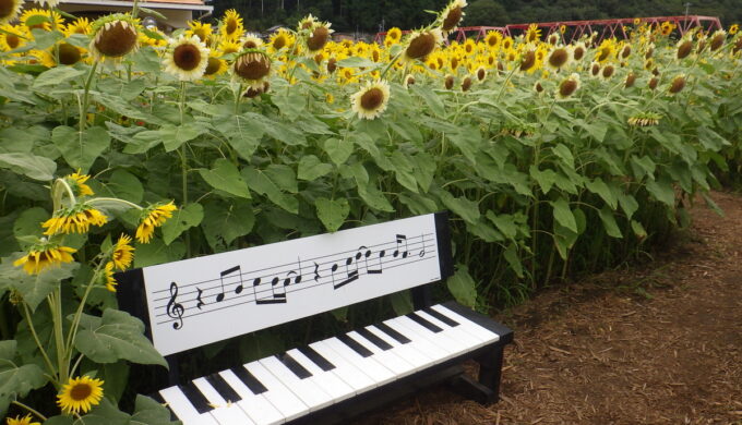 洲原ひまわりの里