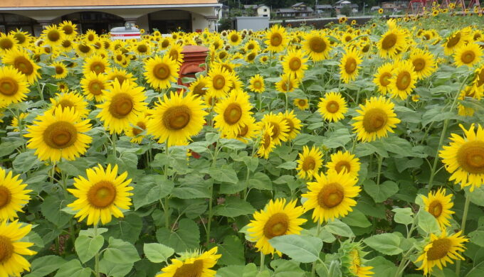 洲原ひまわりの里