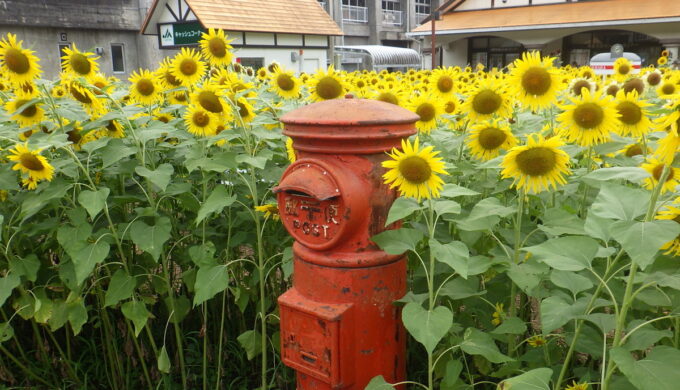 洲原ひまわりの里