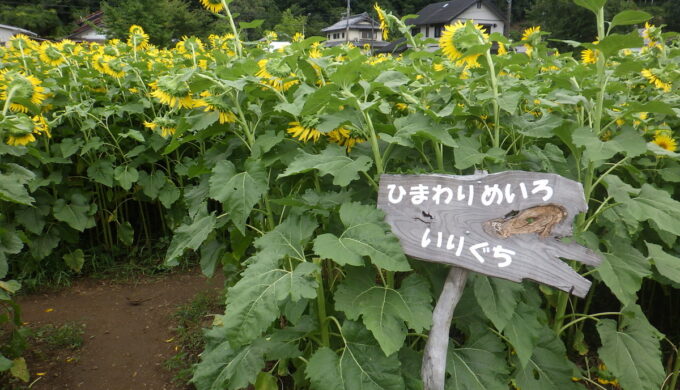 洲原ひまわりの里
