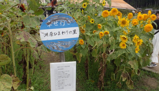 洲原ひまわりの里