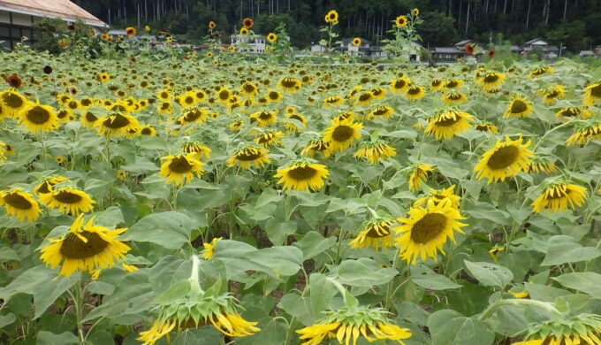 洲原ひまわりの里