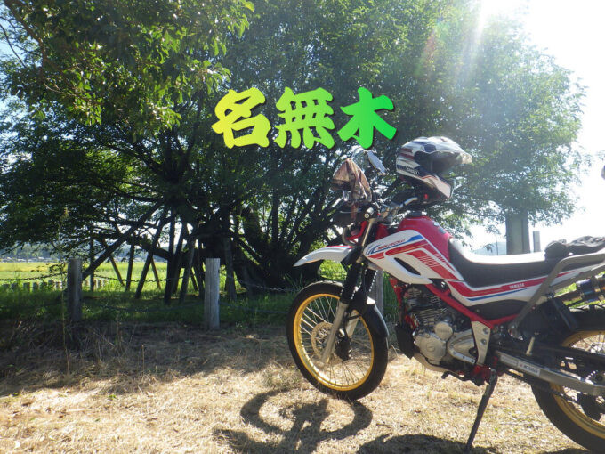 名無木