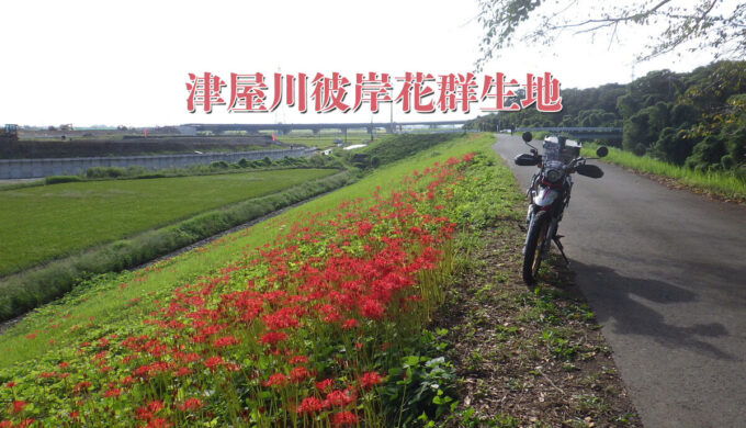 津屋川彼岸花群生地(岐阜県海津市)堤防沿い3kmを10万本ともいわれる彼岸花