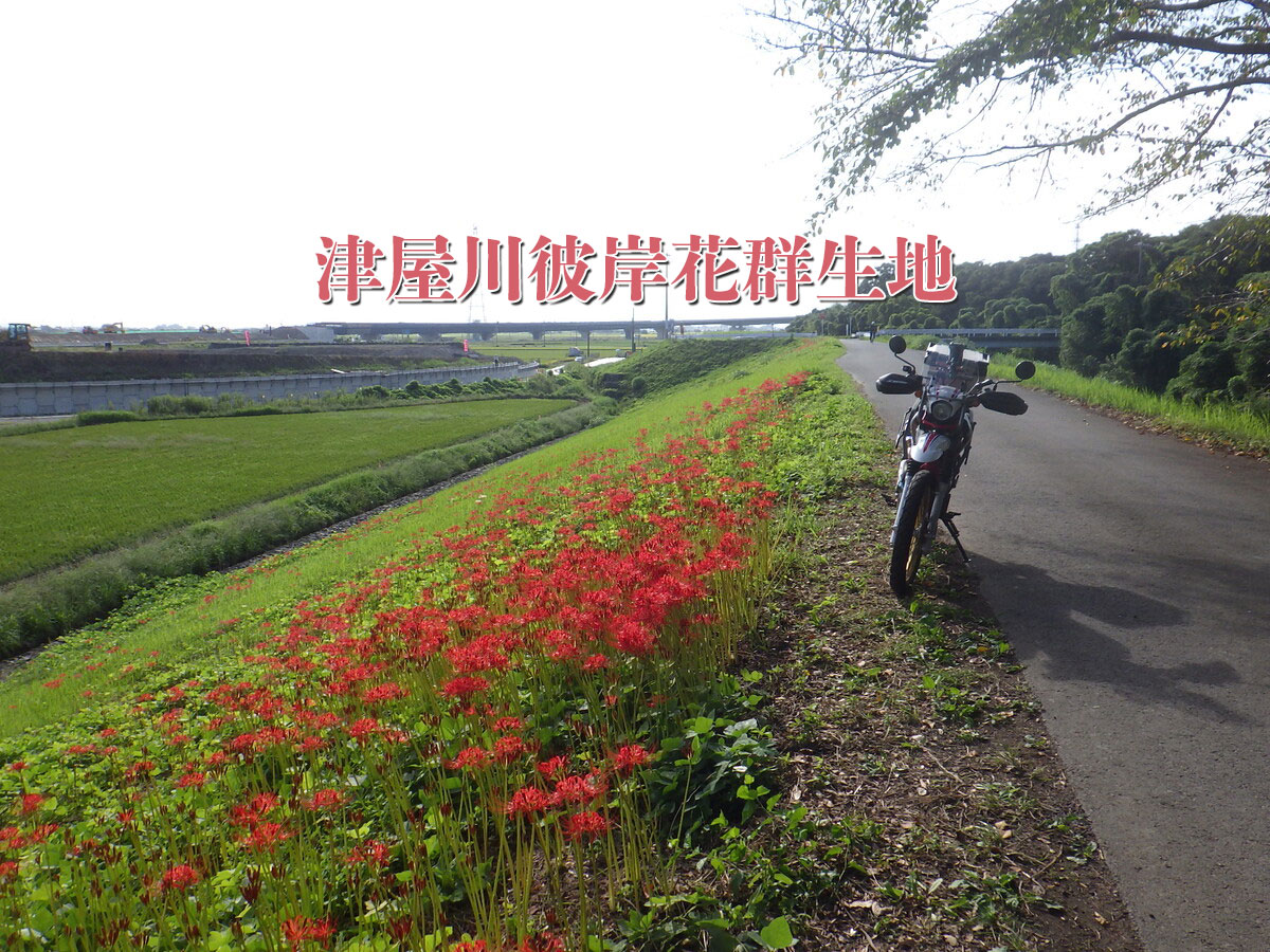 津屋川彼岸花群生地（岐阜県海津市）堤防沿い３kmを１０万本ともいわれる彼岸花