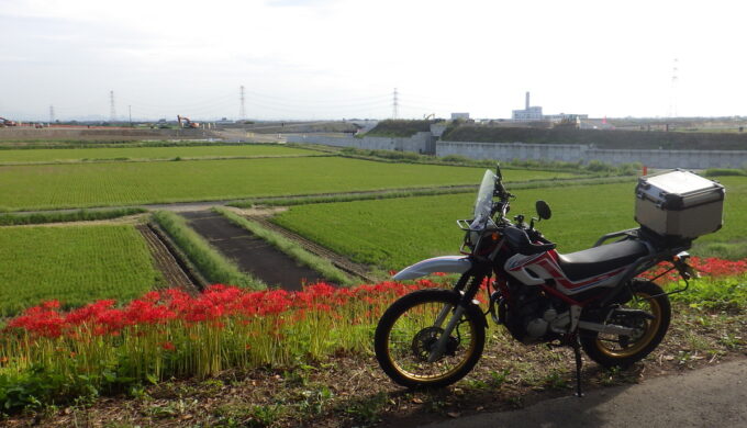 津屋川彼岸花群生地