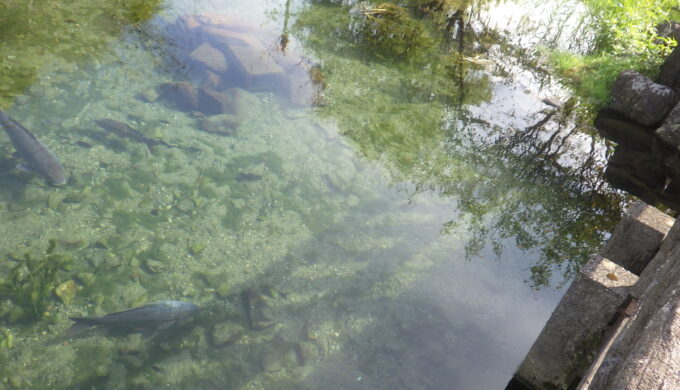 ハリヨ生息地(北部浄水公園)
