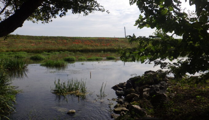 ハリヨ生息地(北部浄水公園)