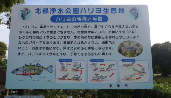 ハリヨ生息地(北部浄水公園)