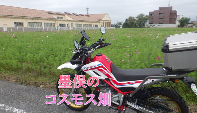 墨俣のコスモス畑(岐阜県大垣市)
