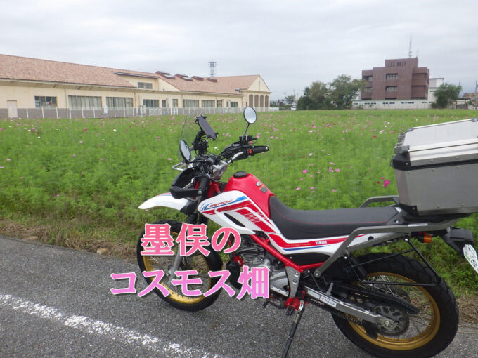 墨俣のコスモス畑（岐阜県大垣市）