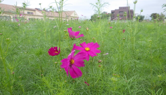 コスモス畑