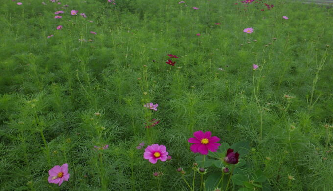 コスモス畑