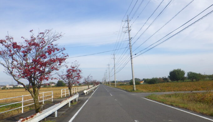 水郷ハナミズキ街道