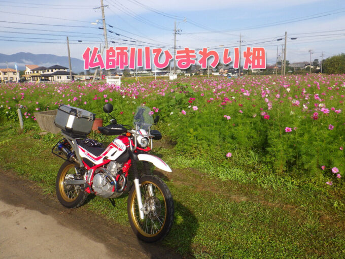 仏師川ひまわり畑（岐阜県海津市）