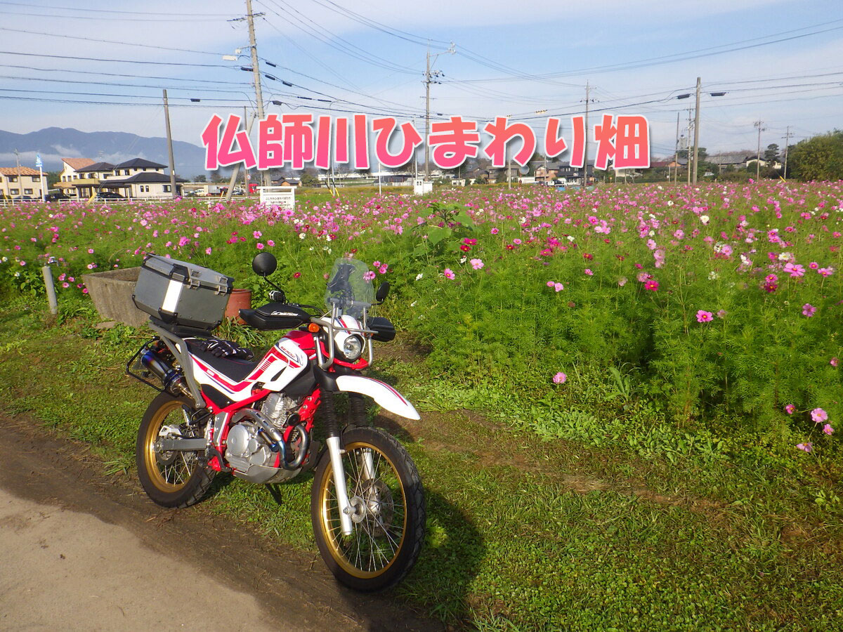 仏師川ひまわり畑(岐阜県海津市)