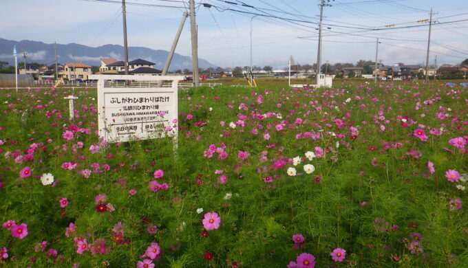 仏師川ひまわり畑