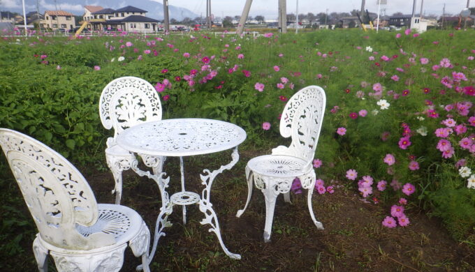 仏師川ひまわり畑