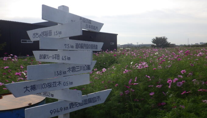 仏師川ひまわり畑