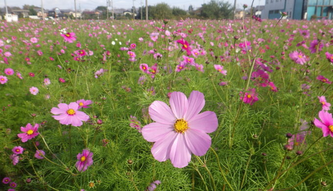 仏師川ひまわり畑